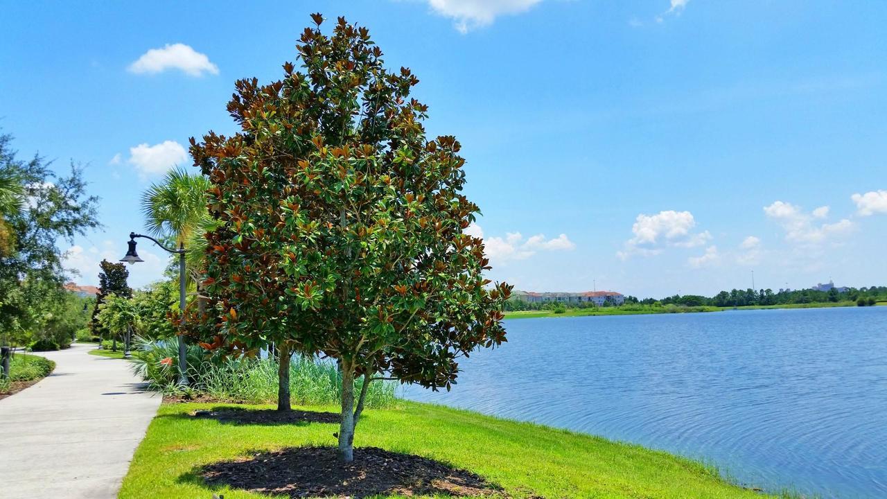 Universal Palms Kissimmee Εξωτερικό φωτογραφία